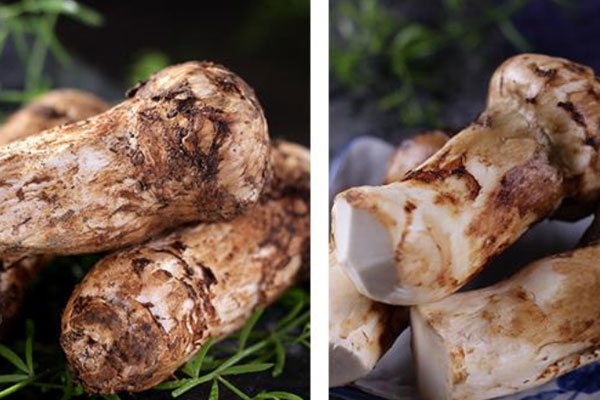 為什么松茸保鮮期短，松茸容易壞嗎