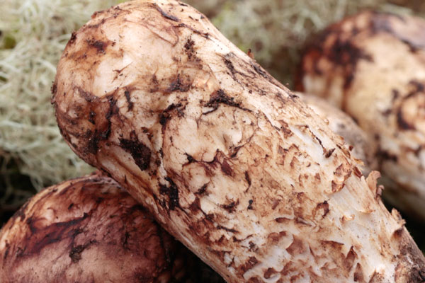 松茸鮮蝦雞蛋面的食用禁忌 松茸鮮蝦雞蛋面的食用禁忌