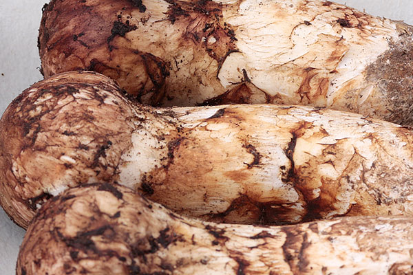 日式松茸土瓶蒸的功效作用