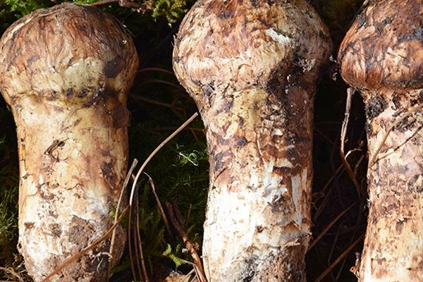 日式松茸土瓶蒸的禁忌人群