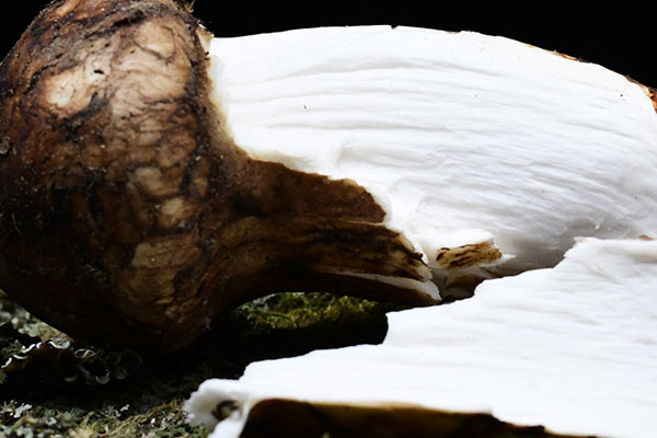 松茸銀耳蒸豆腐的功效作用