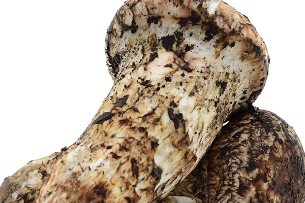 松茸銀耳蒸豆腐的食用禁忌