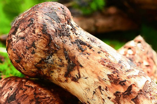 春天有松茸嗎，松茸生長在什么樹下面