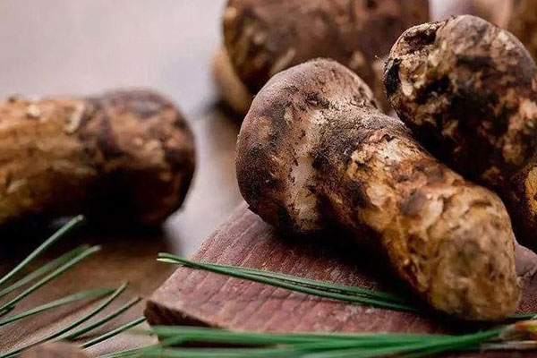 松茸生長在哪些樹下 松茸生長在哪些樹下