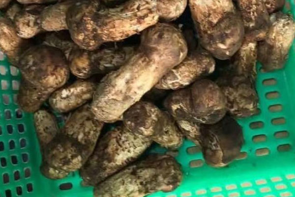 松茸是松樹上長出的菌嗎，松茸在什么地方容易長