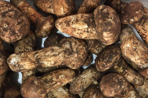 松茸長在地上還是樹上，什么松樹長松茸