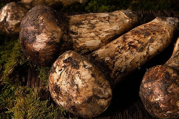 哪些松樹長松茸 哪些松樹長松茸
