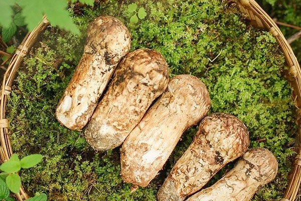 野生松茸是長在土里的嗎 野生松茸是長在土里的嗎