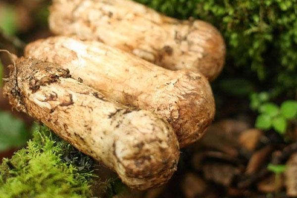 新鮮松茸上面還有土怎么清洗 新鮮松茸上面還有土怎么清洗