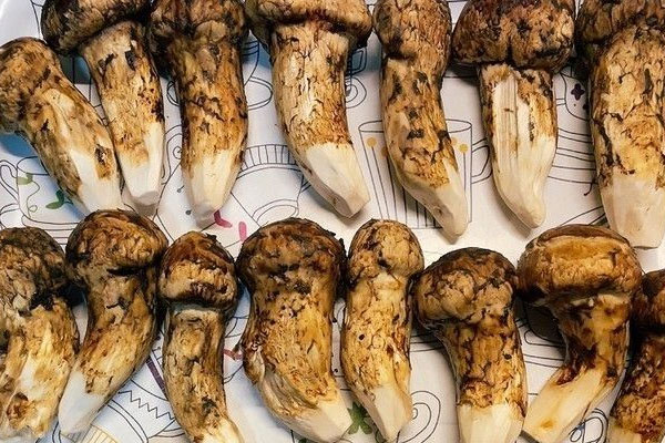 松茸是長在土里的嗎，新鮮的松茸上面還有土怎么洗