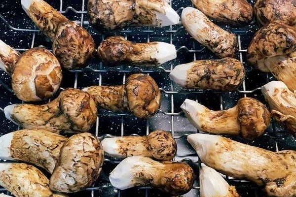 5月份有野生松茸嗎 5月份有野生松茸嗎