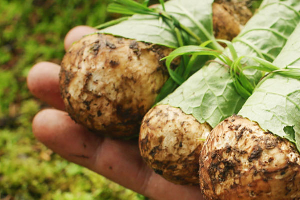 松茸十月份還有嗎，松茸哪個季節(jié)的最好