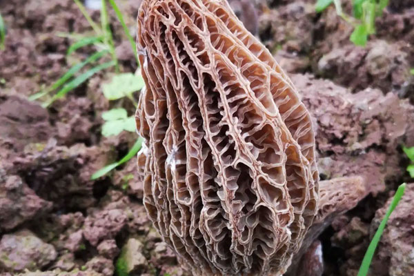 羊肚菌幼菇能噴水嗎，羊肚菌澆大水后幾天能出菇
