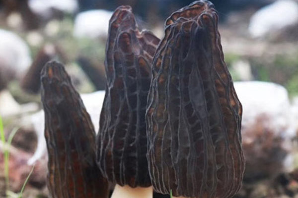 羊肚菌澆大水后幾天可以出菇 羊肚菌澆大水后幾天可以出菇