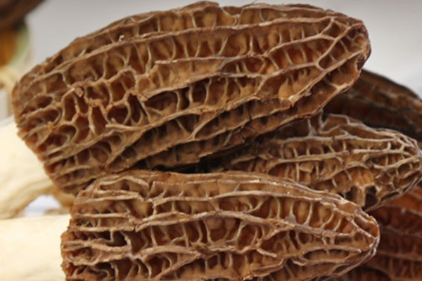 羊肚菌冷凍好還是冷藏好 羊肚菌冷凍好還是冷藏好