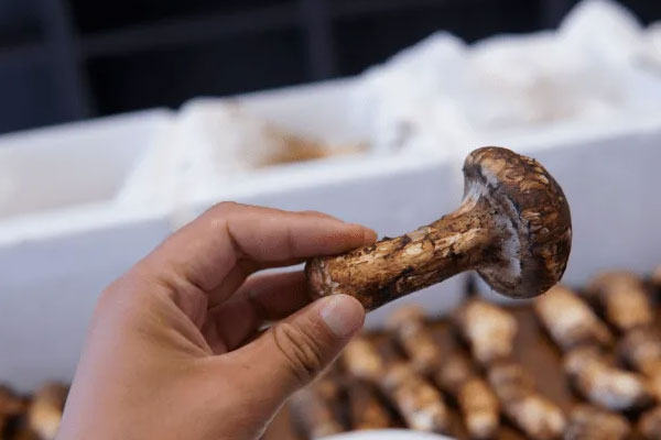 芝士焗松茸的營養(yǎng)價值