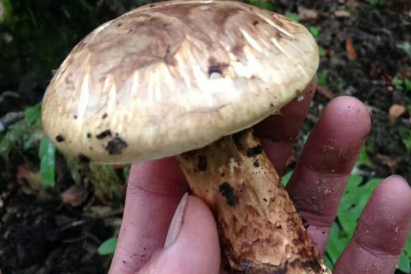 芝士焗松茸的食用禁忌