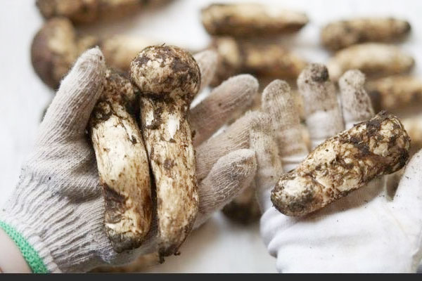 百粒松茸球的功效作用