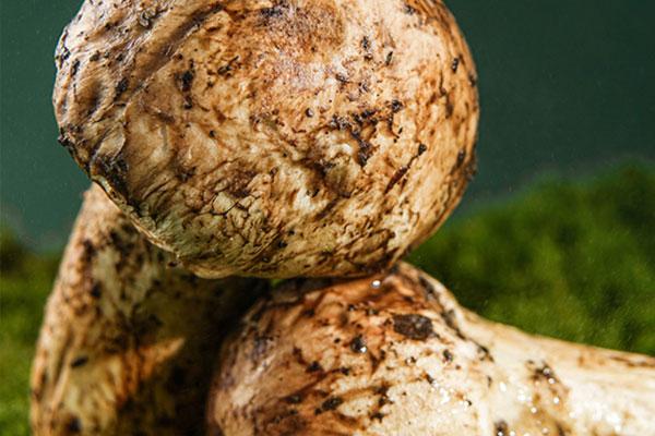 百粒松茸球的禁忌人群