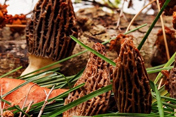 胃增生可以吃羊肚菌嗎 胃增生可以吃羊肚菌嗎