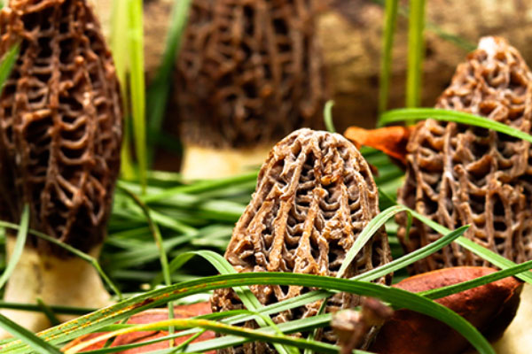 性欲不好可以吃羊肚菌嗎 性欲不好可以吃羊肚菌嗎