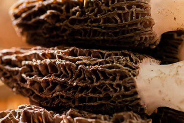 吃羊肚菌會不會嘔吐 吃羊肚菌會不會嘔吐