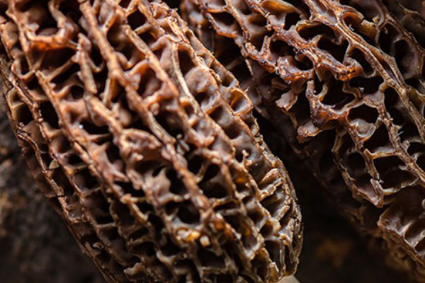 羊肚菌有毒嗎 羊肚菌有毒嗎