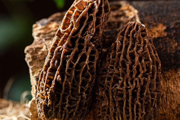 陽虛能吃羊肚菌嗎 陽虛能吃羊肚菌嗎