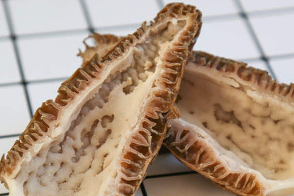 羊肚菌是稀有菌類嗎