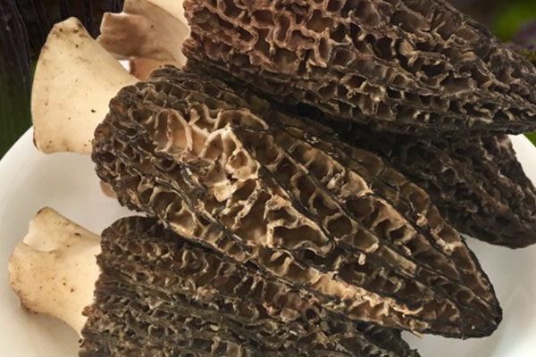 體寒可以吃羊肚菌嗎，熱咳可以吃羊肚菌嗎