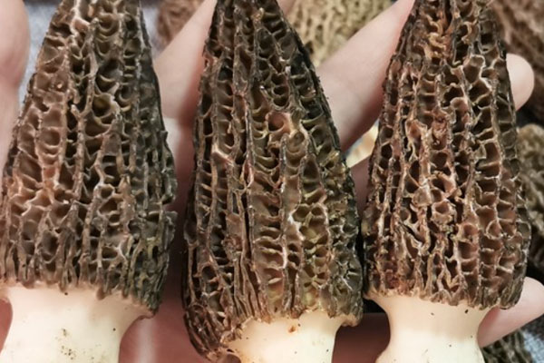 熱咳能吃羊肚菌嗎 熱咳能吃羊肚菌嗎