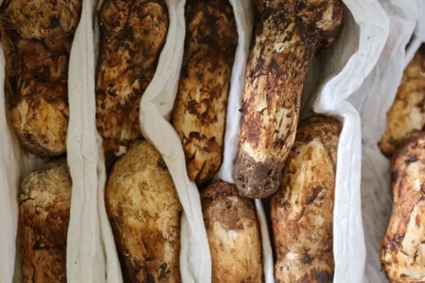 松茸是熱性食材嗎 松茸是熱性食材嗎