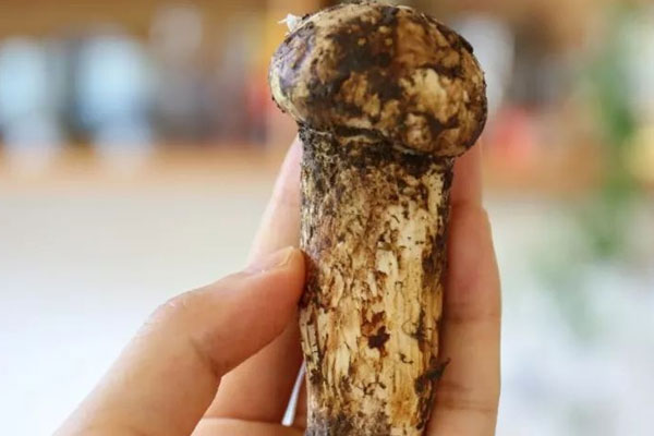 怎么識別松茸變質(zhì)了，鮮姬松茸是松茸嗎