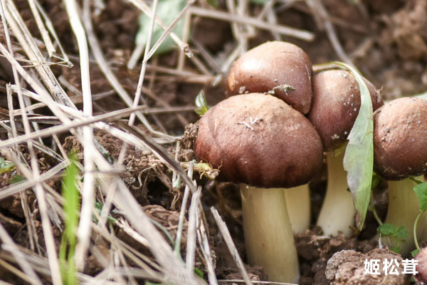 新鮮姬松茸是松茸嗎 新鮮姬松茸是松茸嗎