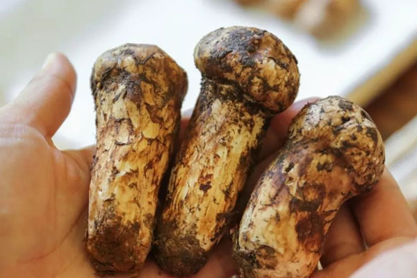 松茸喜歡長(zhǎng)在陽(yáng)坡還是陰坡上 松茸喜歡長(zhǎng)在陽(yáng)坡還是陰坡上