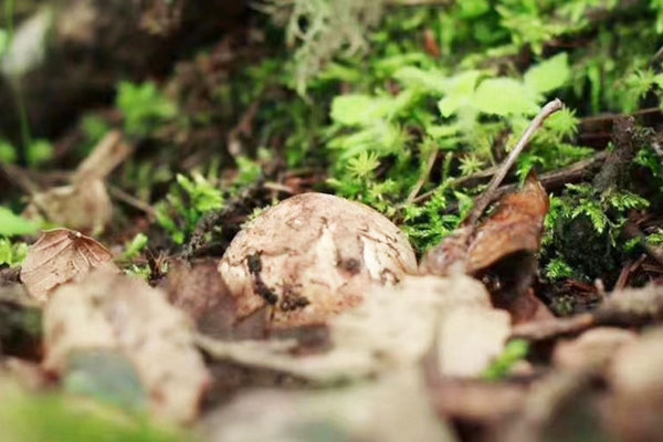 松茸長(zhǎng)在高海拔的地方嗎 松茸長(zhǎng)在高海拔的地方嗎