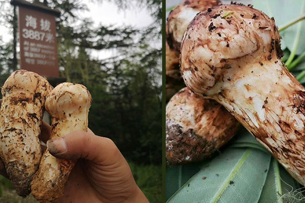 吃松茸會(huì)影響睡眠嗎 吃松茸會(huì)影響睡眠嗎