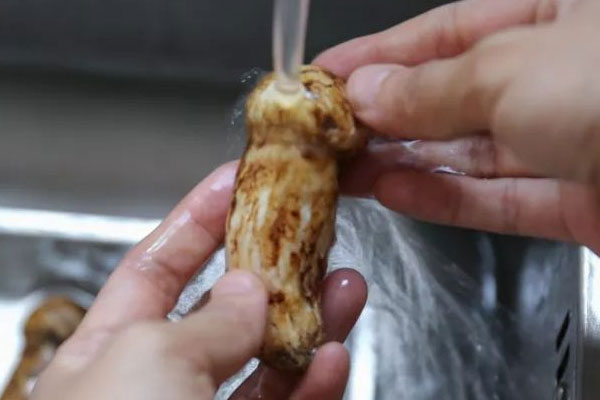 為什么松茸物以稀為貴 為什么松茸物以稀為貴