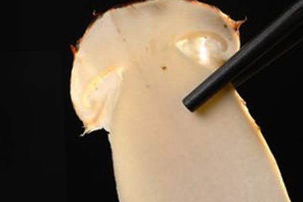 松茸對(duì)良性腫瘤有效果嗎 松茸對(duì)良性腫瘤有效果嗎