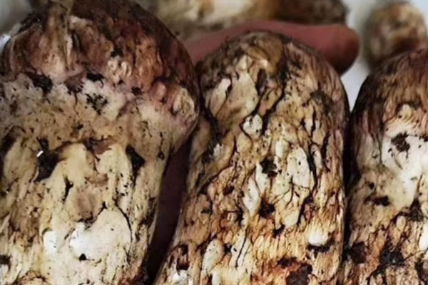 松茸是健康食品嗎 松茸是健康食品嗎