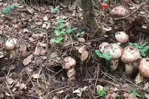 松茸對癌癥患者有啥好處，松茸抗癌有科學(xué)根據(jù)嗎