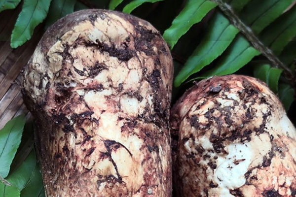 松茸對(duì)癌癥患者有什么好處 松茸對(duì)癌癥患者有什么好處