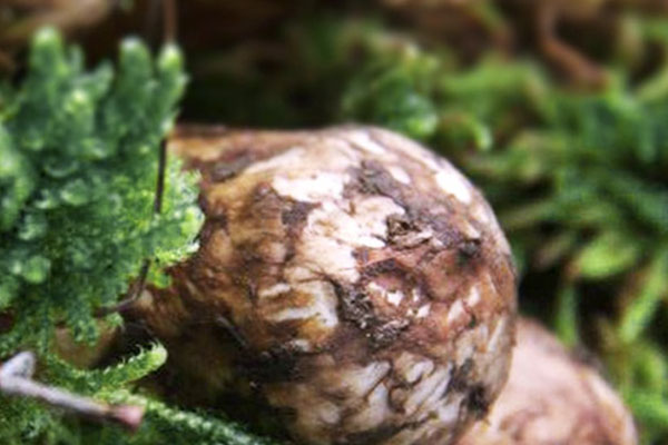 松茸的營養(yǎng)成分 松茸的營養(yǎng)成分