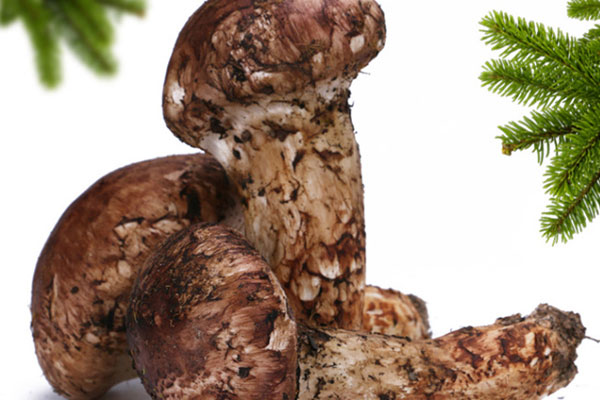 為什么癌癥患者不能吃松茸，胰腺癌病人能吃松茸嗎