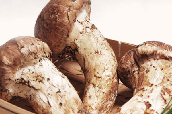 胰腺癌病人可以吃松茸嗎 胰腺癌病人可以吃松茸嗎