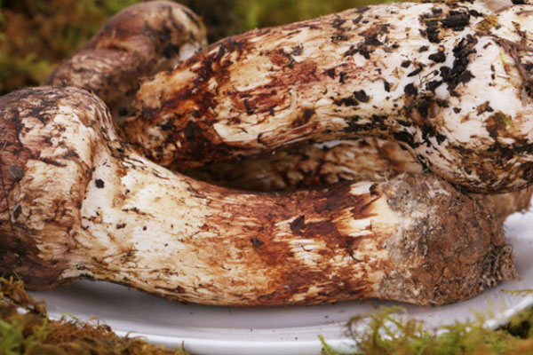 松茸的藥理作用 松茸的藥理作用