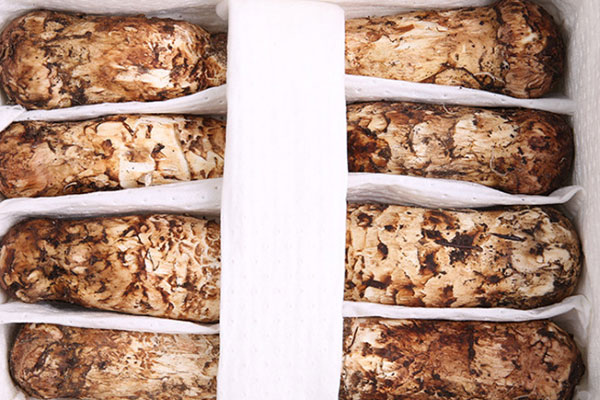 宮頸癌患者可以吃松茸嗎，乳腺癌患者能吃松茸菇嗎