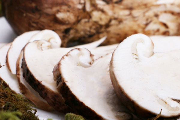 松茸乳腺癌患者能吃嗎 松茸乳腺癌患者能吃嗎