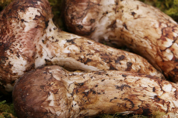 松茸的抗輻射研究 松茸的抗輻射研究