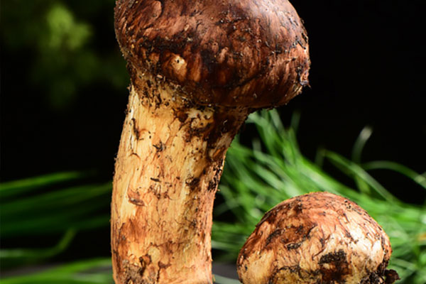 化療吃松茸有什么好處，淋巴瘤能吃松茸嗎